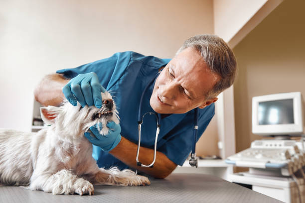 Best Cosmetic Emergency Dentistry in Brinckerhoff, NY